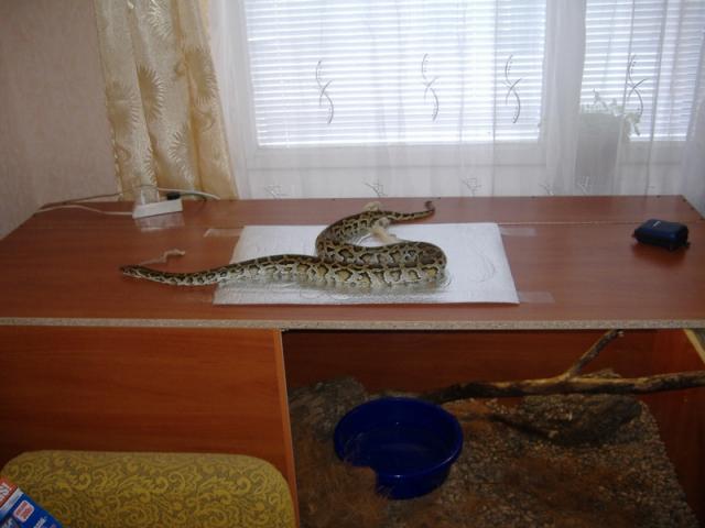 Python molurus