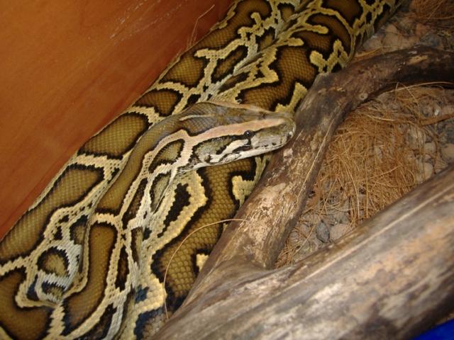 P. molurus