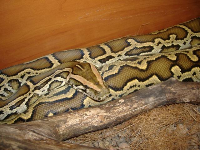 P. molurus