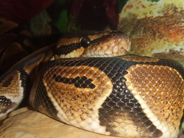 P. regius