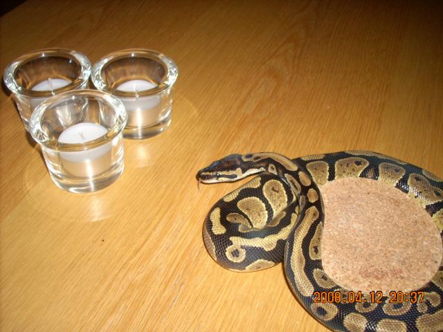 Royal python