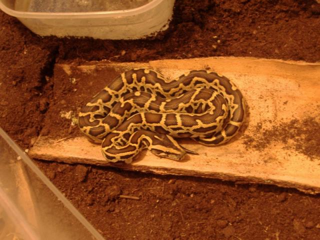 Python molurus