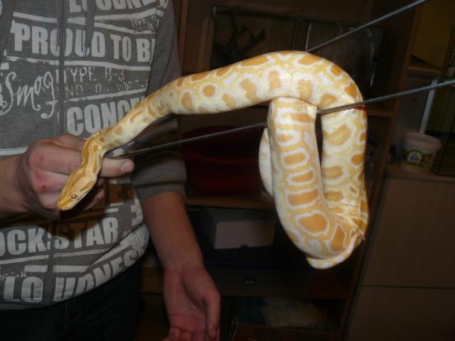 P. molurus bivittatus albino