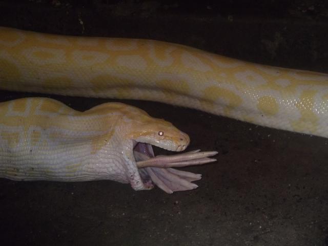 Python molurus bivittatus albino