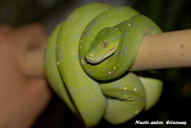 Morelia viridis