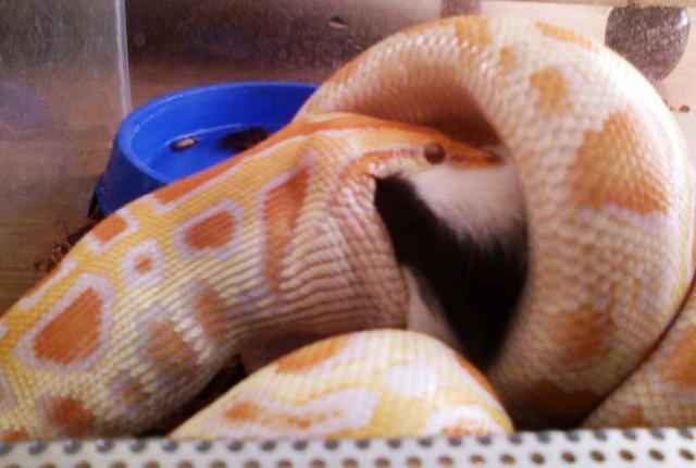Pithons :D