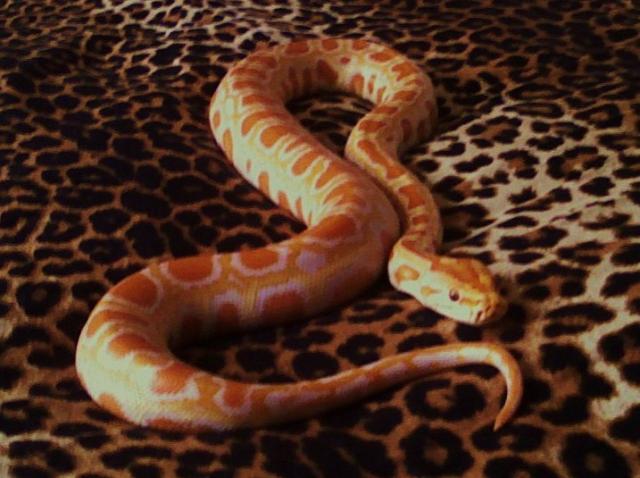 Albino
