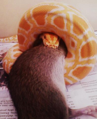 Phyton molorus bivitattus Albino