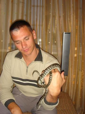 Morelia spilota