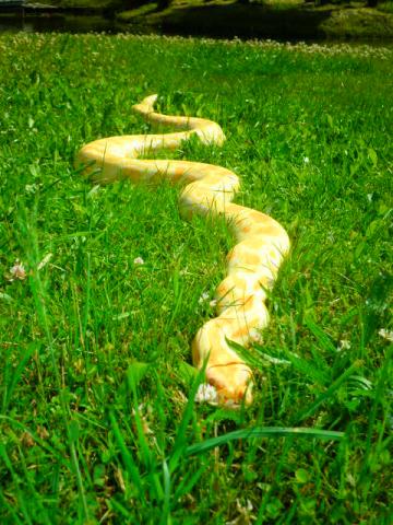 Python molurus bivittatus albino