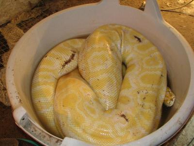 Python molurus bivittatus (albino) patelė