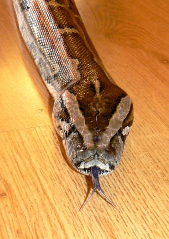 P. molurus