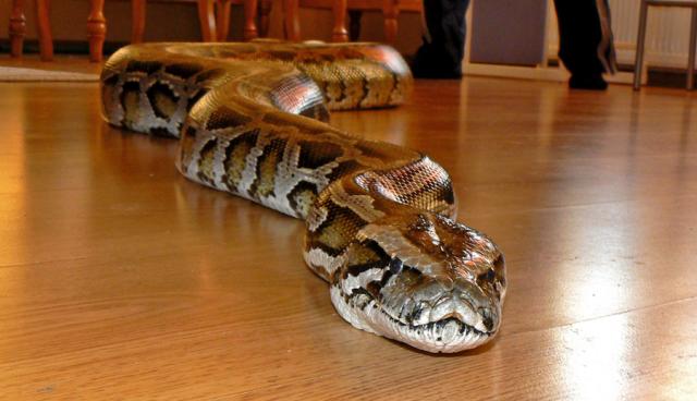 P. molurus
