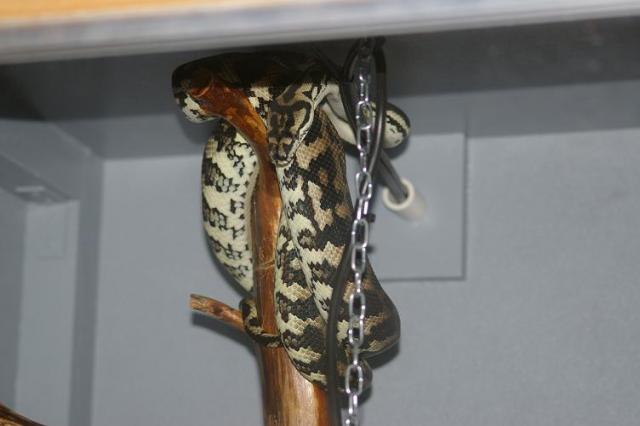 Morelia spilota variegata
