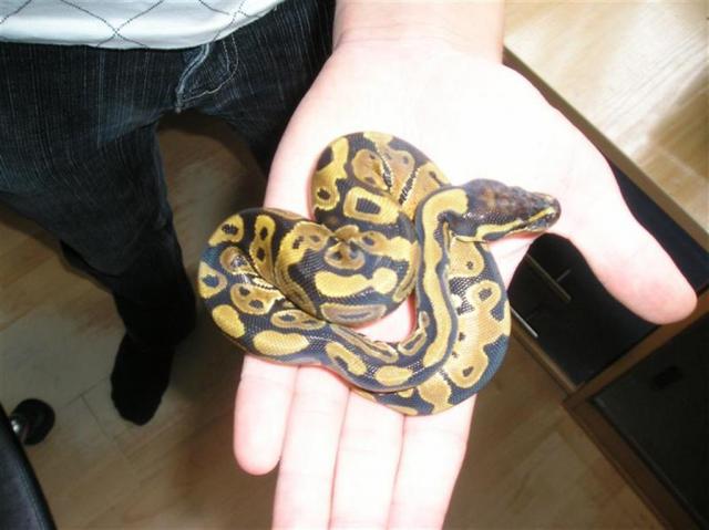 Python regius