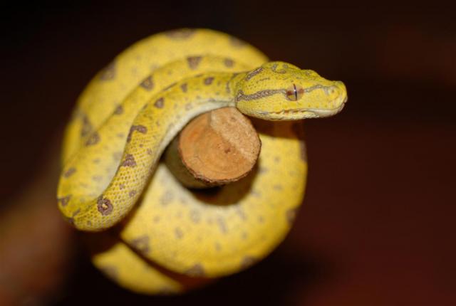 Morelia Viridis