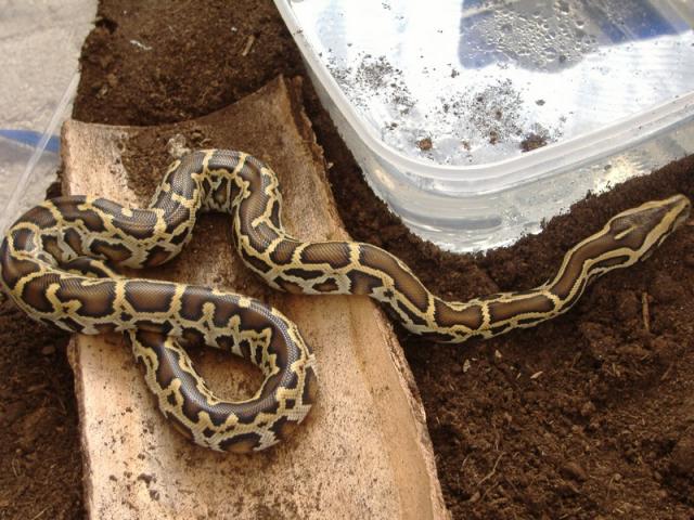 Python molurus