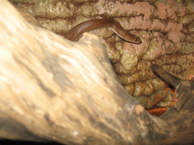 Epicrates Cenchria Maurus
