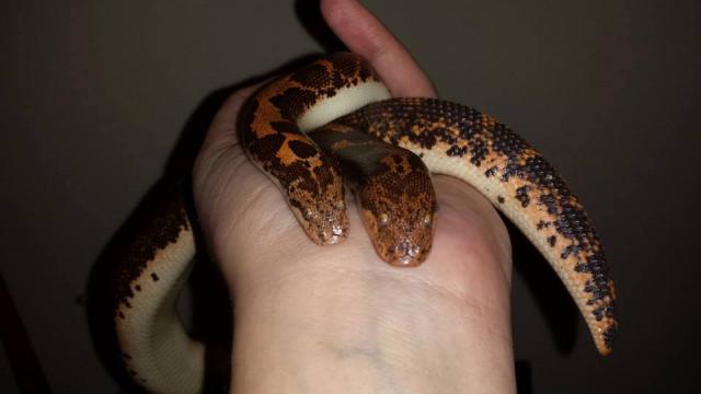 Sand Boa 