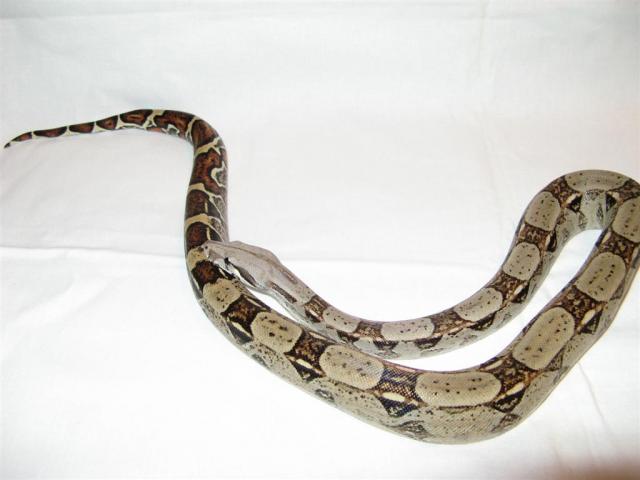 Konstruktorius
