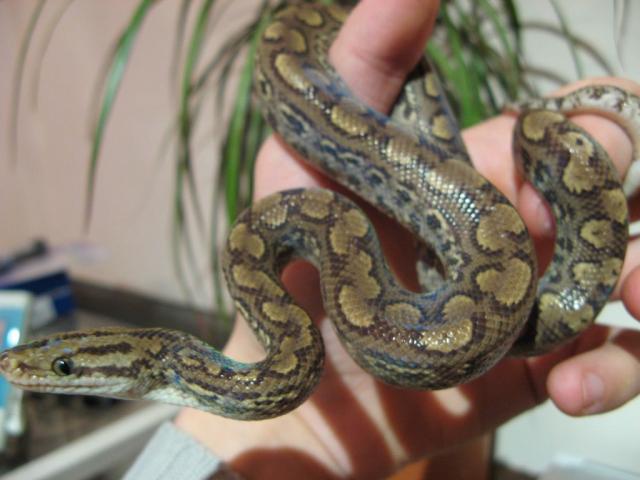 E. c. alaverzi arba maurus