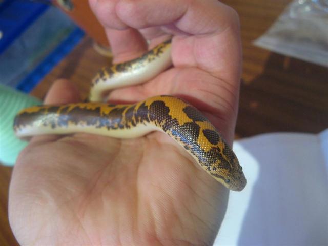 Eryx colubrinus Loveridgei