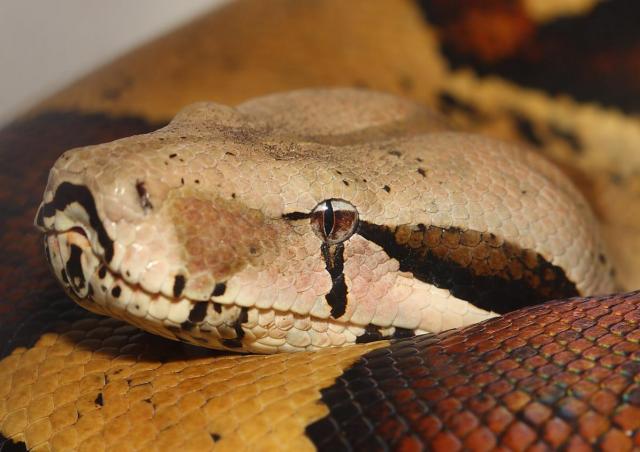 Boa