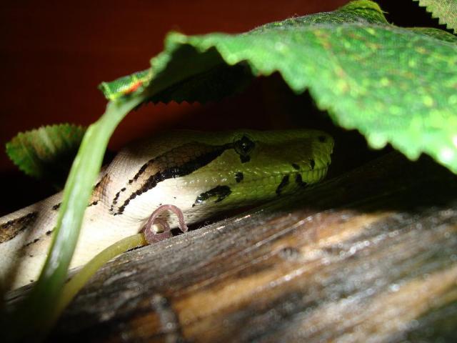 Boa constrictor