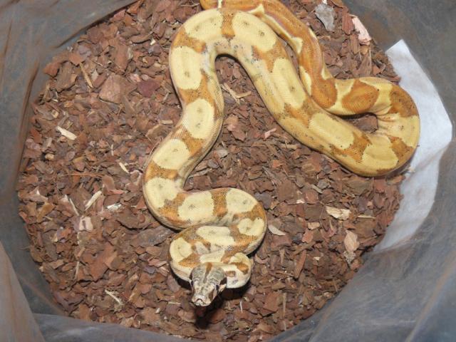 Boa Constrictor