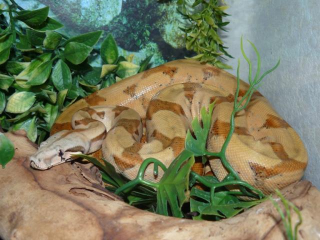Boa Constrictor