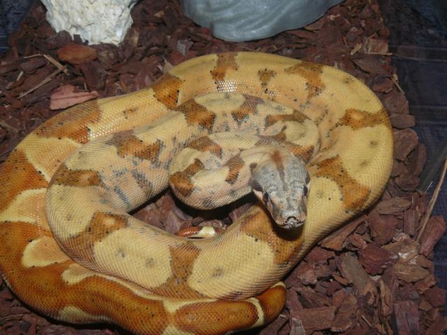 Boa Constrictor