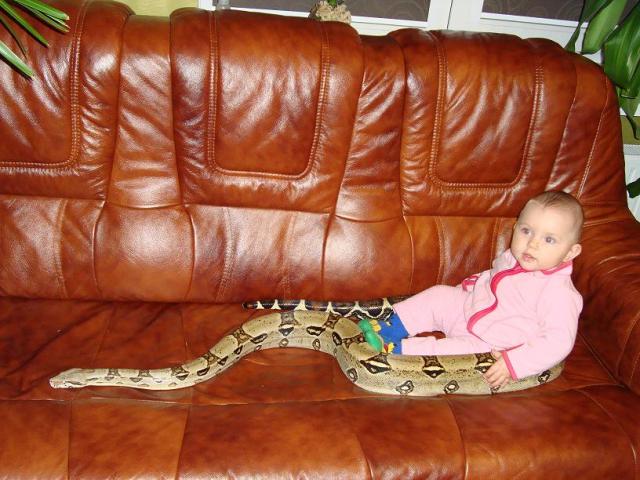 Boa constrictor