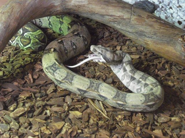 Boa