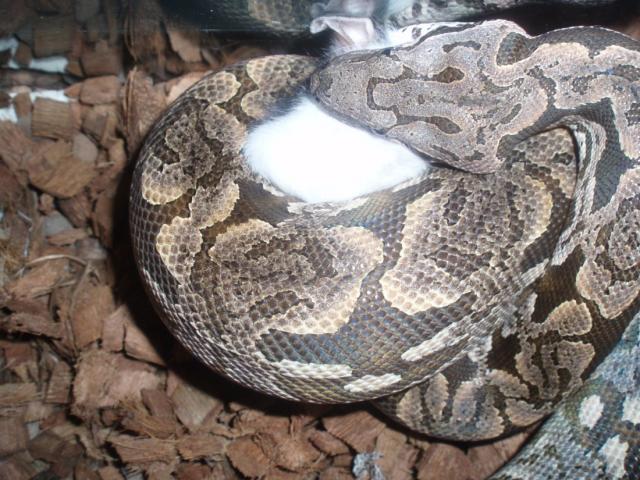 A. dumerilli
