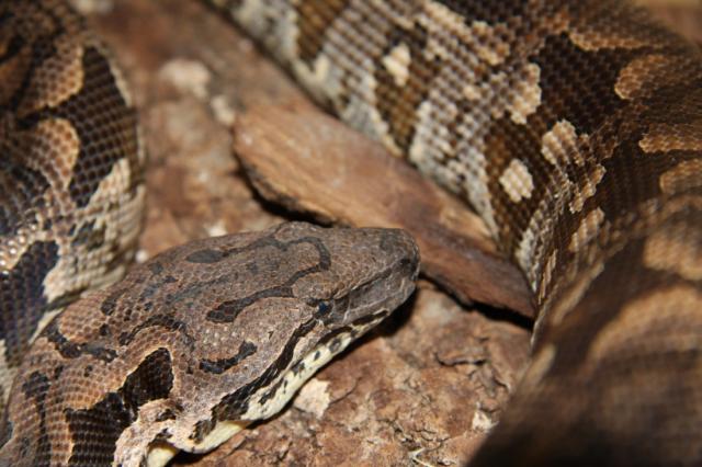 Acrantophis dumerilli