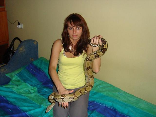 Boa constrictor