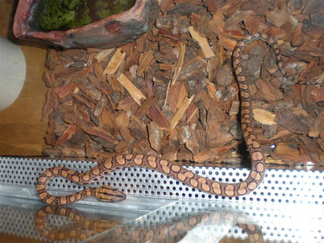 Brazilian Rainbow Boa