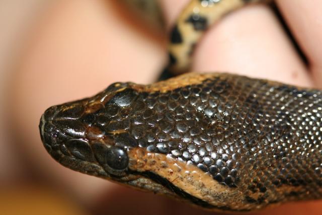Eunectus Murinus