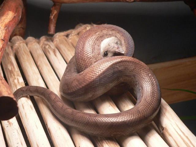 Epicrates cenchria maurus