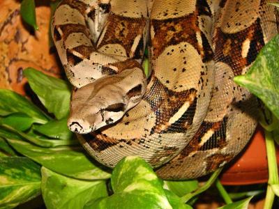 Boa constrictor - alpinistai 3