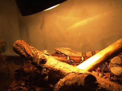Boa constrictor šildosi 2