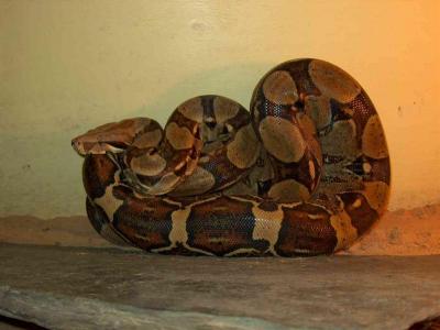 Ir dar boa constrictor