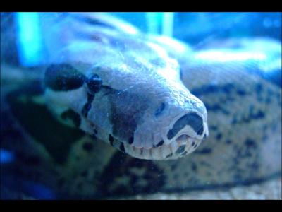 boa constrictor