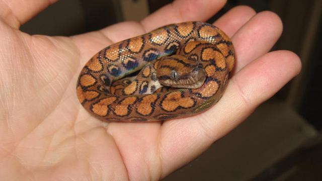 Epicrates cenchria
