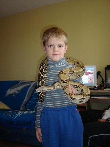 Boa constrictor 