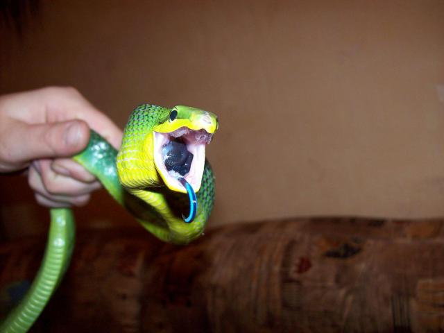 gonyosoma