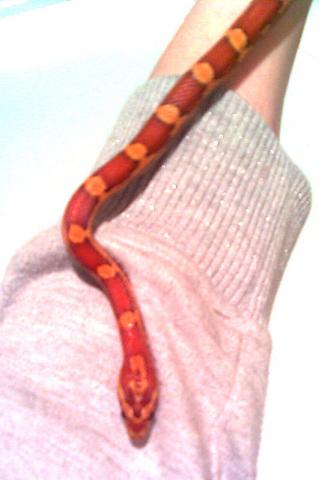 Cornas