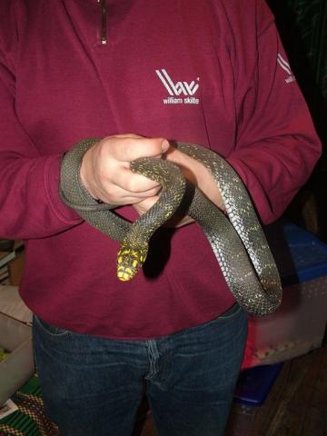 Elaphe carinata