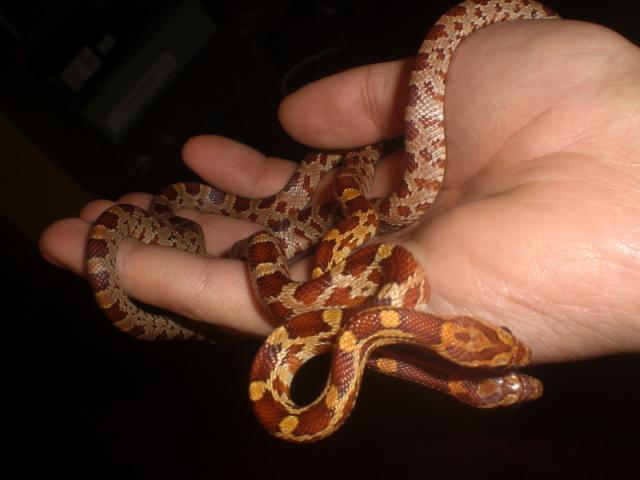 Draugai