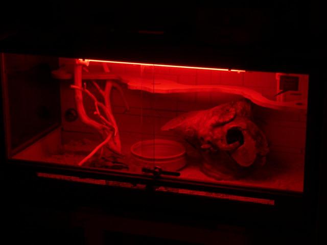 Night Snake Club